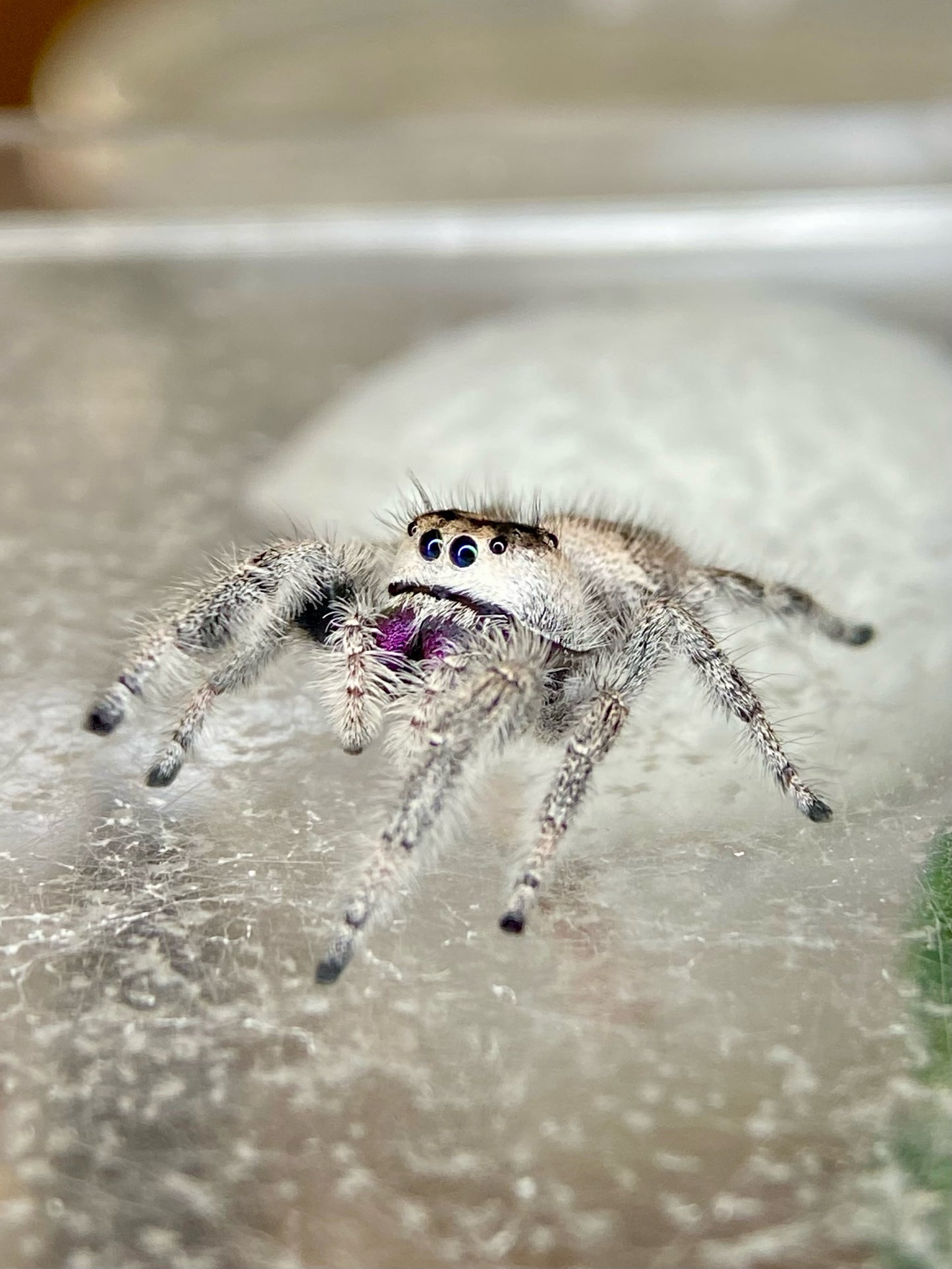 Lola - Light phase paired w/ Light phase (producing mostly orange females)