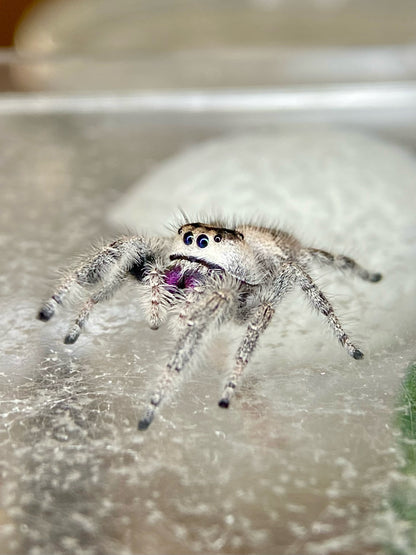 Lola - Light phase paired w/ Light phase (producing mostly orange females)