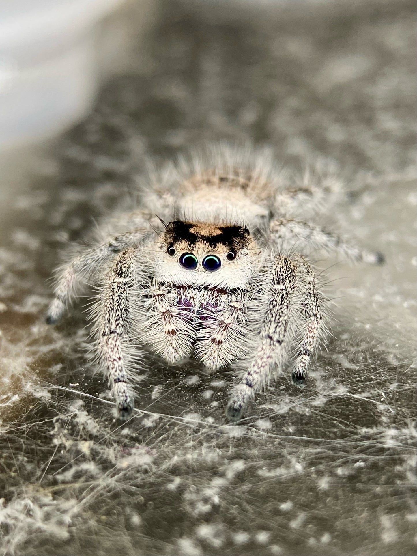 Lola - Light phase paired w/ Light phase (producing mostly orange females)