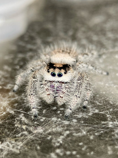 Lola - Light phase paired w/ Light phase (producing mostly orange females)
