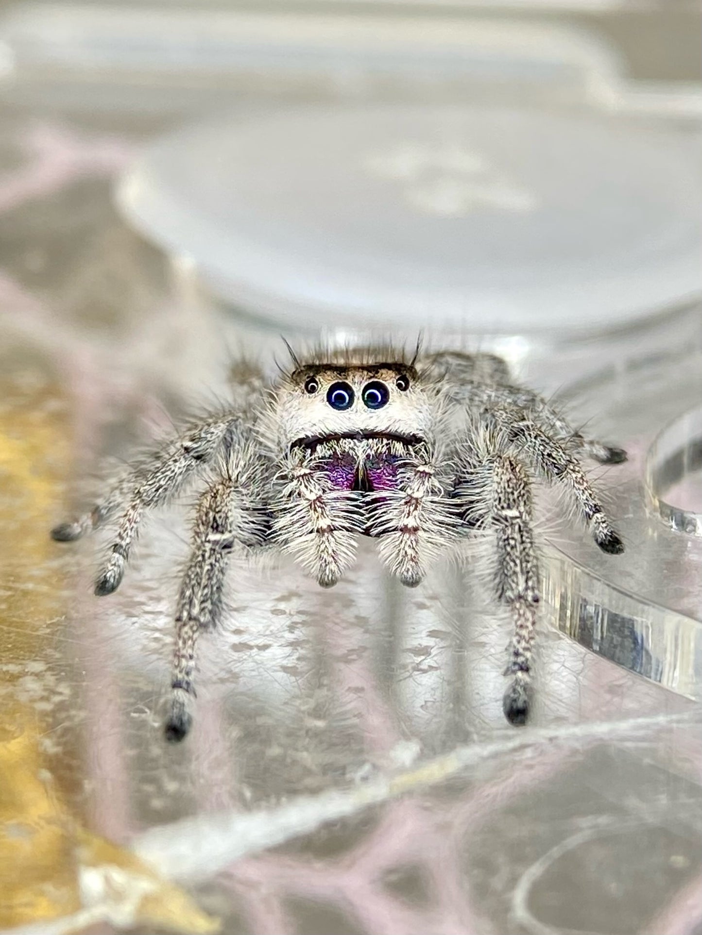 Lola - Light phase paired w/ Light phase (producing mostly orange females)
