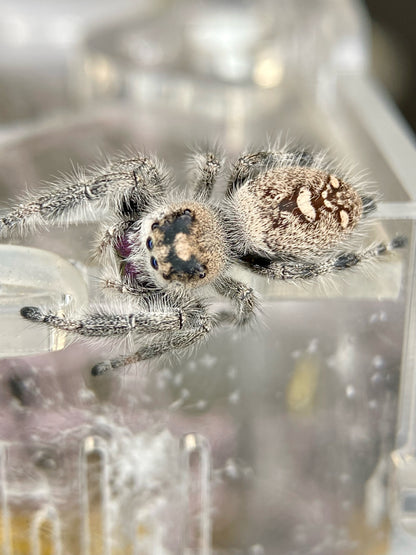 Lola - Light phase paired w/ Light phase (producing mostly orange females)