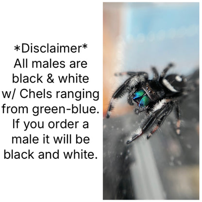 Phidippus Regius (Regal Jumping Spider) Orange Phase